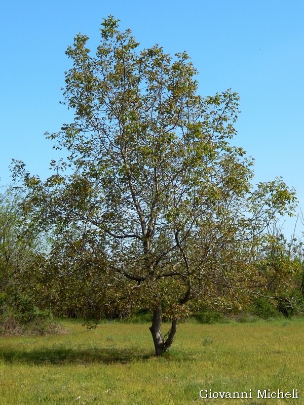Juglans regia / Noce